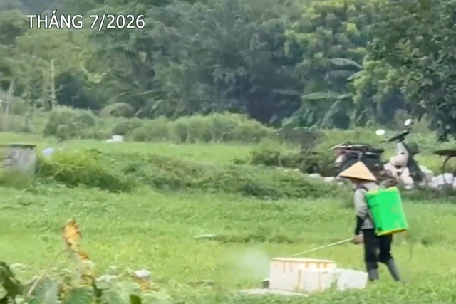 Phường nhận trách nhiệm vì tái diễn việc 'rau phun thuốc hôm trước, hôm sau mang bán' - Ảnh 1.