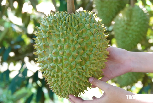 Rút ngắn thời gian cấp mã số vùng trồng sầu riêng còn 3 ngày- Ảnh 1.