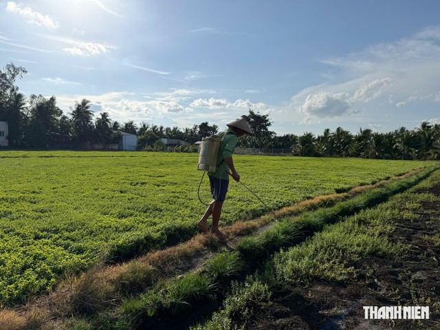  Nông dân chật vật chuẩn bị vụ mới - Ảnh 3.