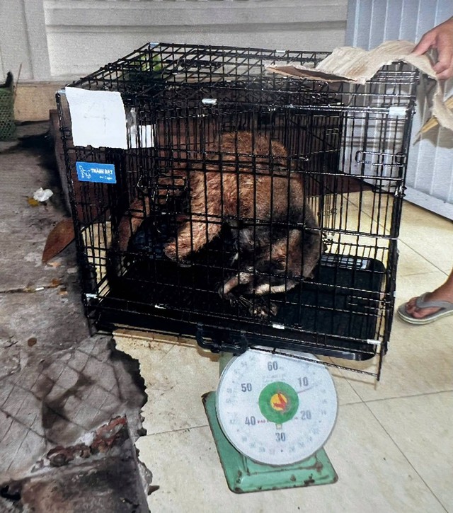 Giải cứu cầy vòi mốc cụt chân, cầy vòi hương mù mắt: Sức khỏe giờ ra sao? - Ảnh 2.