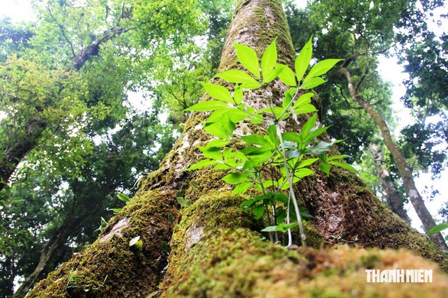Đà Nẵng lý giải vì sao sâm Ngọc Linh chưa bứt phá ở thị trường quốc tế- Ảnh 2.