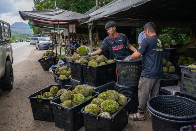 Malaysia nghiên cứu tuyến đường bộ mới để xuất khẩu sầu riêng tươi sang Trung - Ảnh 1.