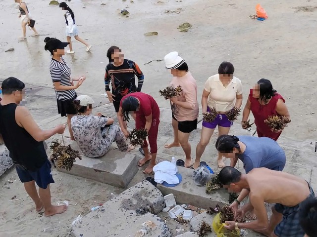 Xác minh vụ nhóm người bẻ san hô ở Nha Trang- Ảnh 1.