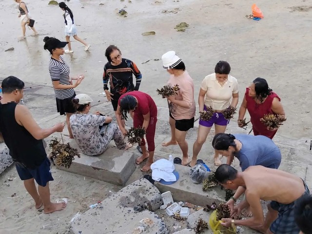 Bẻ san hô ở Nha Trang để làm quà, 2 du khách bị phạt 50 triệu - Ảnh 3.