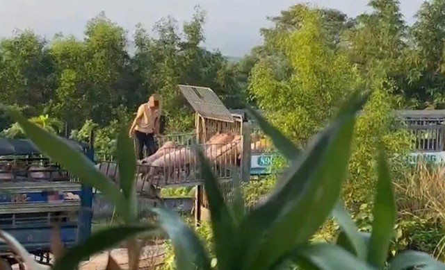 Khởi tố 6 bị can trong đường dây vận chuyển 250 tấn heo bệnh về Quảng Trị - Ảnh 2.