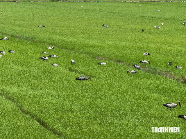 Cò ốc có tên trong Sách đỏ xuất hiện dày đặc trên đồng lúa Đồng Tháp- Ảnh 2.