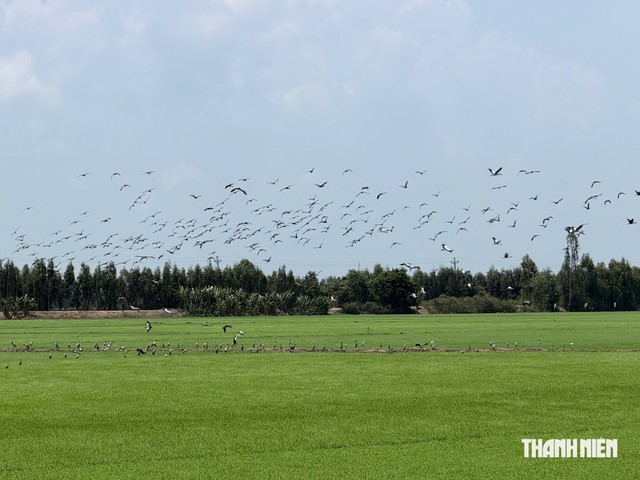 Cò ốc có tên trong Sách đỏ xuất hiện dày đặc trên đồng lúa Đồng Tháp- Ảnh 1.