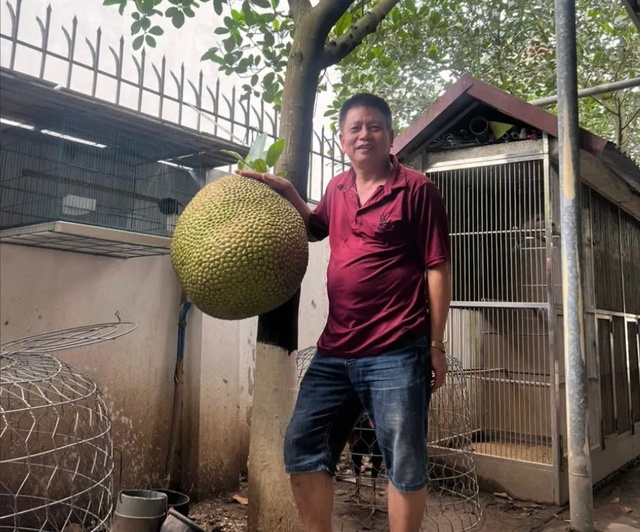 Bổ những quả mít khổng lồ ở Việt Nam, có quả vượt kỷ lục thế giới - Ảnh 1.
