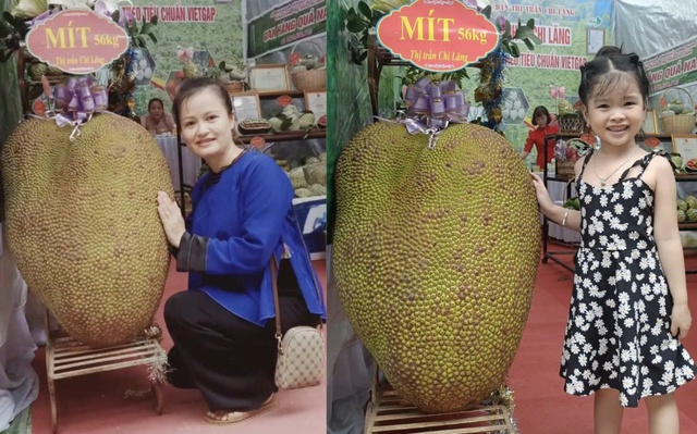 Bổ những quả mít khổng lồ ở Việt Nam, có quả vượt kỷ lục thế giới - Ảnh 3.