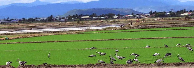 Đàn cò ốc quý hiếm hơn 100 con bất ngờ 'ghé thăm' đồng lúa Gia Lai- Ảnh 1.