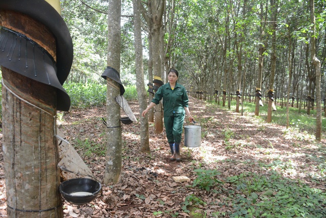 Phan Thị Thành: Bàn tay vàng giữa rừng cao su - Ảnh 1.