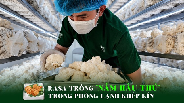 RASA đầu tư trang trại nấm hầu thủ - Ảnh 1.