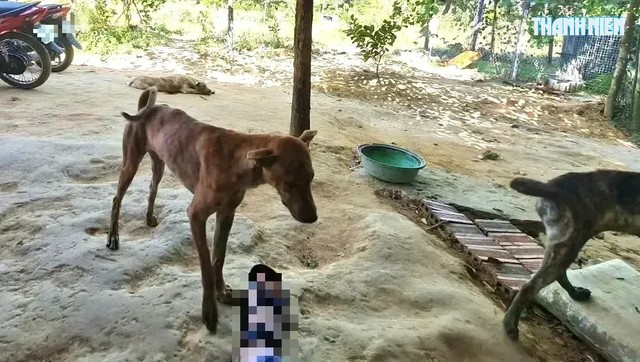 5 người ở TP.HCM tử vong do bệnh dại - Ảnh 1.