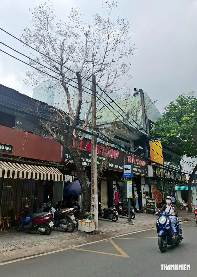 Cây chết khô- Ảnh 1.
