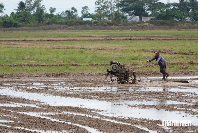'Si&ecirc;u El Nino' c&oacute; thể g&acirc;y thiệt hại 350.000 ha l&uacute;a đ&ocirc;ng xu&acirc;n 2026 ở ĐBSCL - Ảnh 2.
