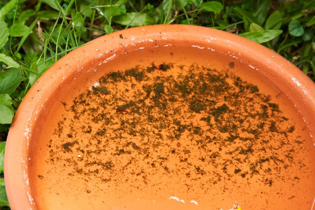 Những yếu tố c&oacute; thể l&agrave;m gia tăng nguy cơ sốt xuất huyết Dengue tại Đồng Nai- Ảnh 2.