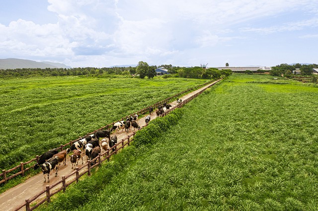 Sứ mệnh của Vinamilk  l&agrave; phụng sự sức khỏe cộng đồng bằng sản phẩm sữa tốt nhất- Ảnh 5.