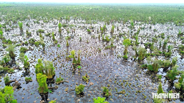 Khoanh v&ugrave;ng 860 ha rừng Vườn quốc gia U Minh Hạ c&oacute; dấu hiệu suy tho&aacute;i- Ảnh 4.