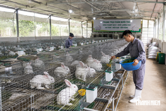 Người chăn nuôi thỏ kiến nghị được đối xử như chăn nuôi gà - Ảnh 2.
