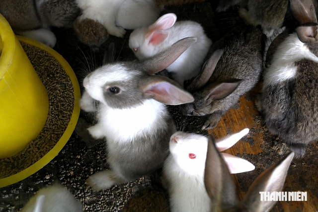 Người chăn nuôi thỏ kiến nghị được đối xử như chăn nuôi gà - Ảnh 1.