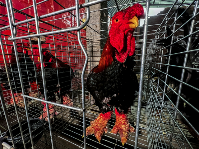 Aransas Pass woman sentenced for smuggling rare 'Dragon' chicken eggs into U.S. - Ảnh 1.