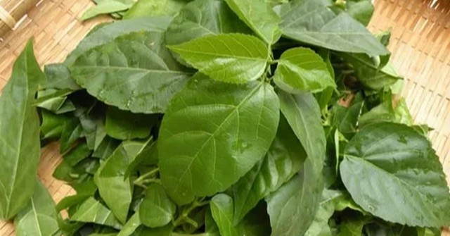 Lá cách có tác dụng gì? Chuyên gia chỉ ra những lợi ích đáng chú ý - Ảnh 1.