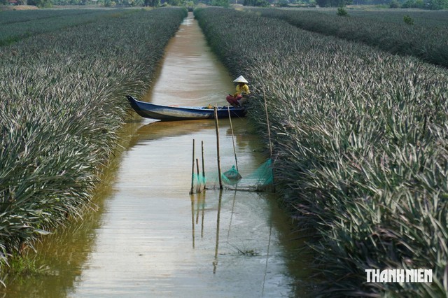 Gi&aacute; kh&oacute;m Đồng Th&aacute;p Mười tăng gấp đ&ocirc;i, n&ocirc;ng d&acirc;n phấn khởi thu l&atilde;i cao - Ảnh 1.