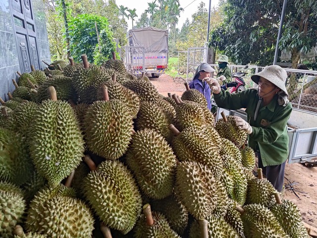 Người H&agrave;n Quốc ng&agrave;y c&agrave;ng m&ecirc; sầu ri&ecirc;ng Việt Nam v&igrave; sao?- Ảnh 1.