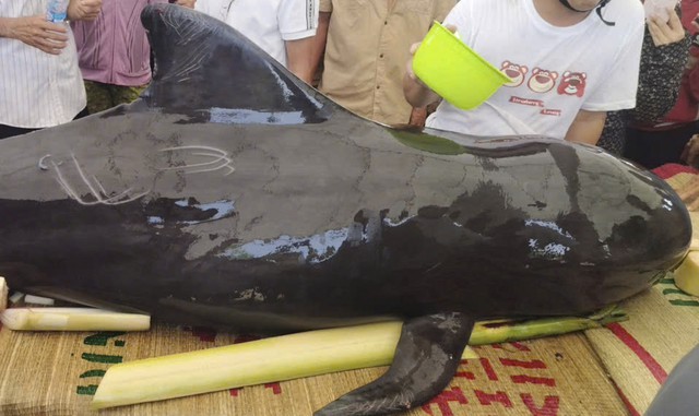 Quảng Ng&atilde;i: C&aacute; heo nặng khoảng 300 kg dạt v&agrave;o bờ - Ảnh 1.