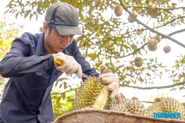 Sầu riêng Việt Nam mở thêm thị trường tỉ dân mới- Ảnh 1.
