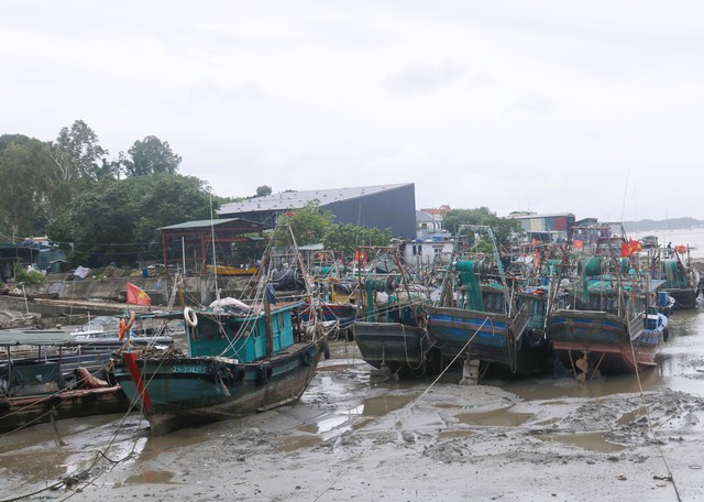 Bão số 1 (Maysak) quật ngã nhiều cây ở Móng Cái- Ảnh 3.