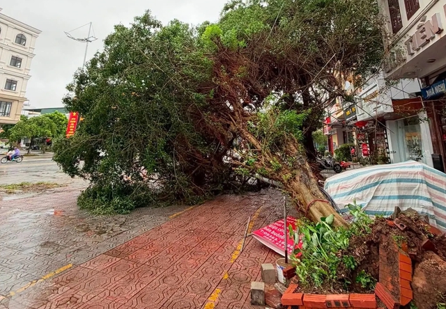 Bão số 1 (Maysak) quật ngã nhiều cây ở Móng Cái- Ảnh 1.