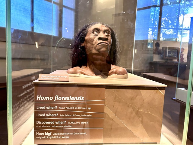Hobbit-like humans may have been on a less advanced evolutional path - Ảnh 1.