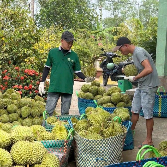 Giá sầu riêng giảm mạnh, vì sao?- Ảnh 2.