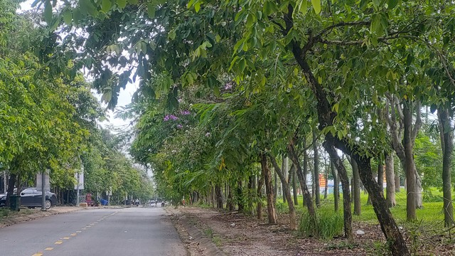 Cây xanh choán tầm nhìn- Ảnh 1.