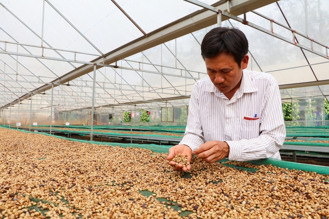 Giá cà phê tiếp tục lao dốc- Ảnh 1.