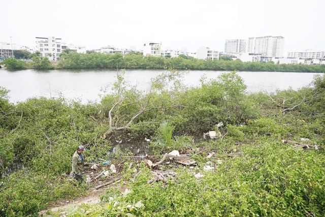 Vì sao chặt hàng cây trên sông Quán Trường ở Nha Trang?- Ảnh 2.