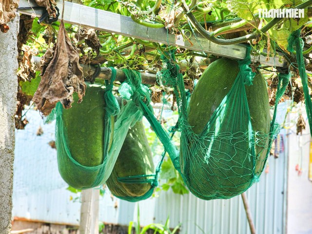 Đưa bí đao 'nằm võng' ra xã đảo Nhơn Châu- Ảnh 2.