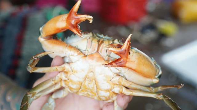 Độc lạ C&agrave; Mau: Cua biển sở hữu 'c&agrave;ng 4 chạc' hiếm gặp  - Ảnh 2.