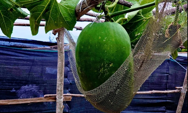 Đưa bí đao 'nằm võng' ra xã đảo Nhơn Châu- Ảnh 3.