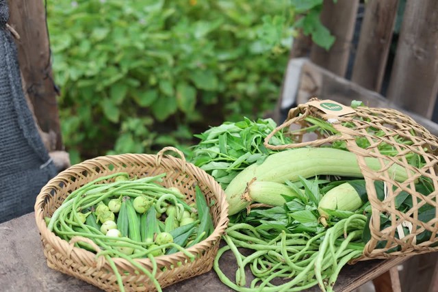 Người phụ nữ 'biến' mảnh đất trống dưới ch&acirc;n chung cư th&agrave;nh vườn rau xanh mướt  - Ảnh 5.