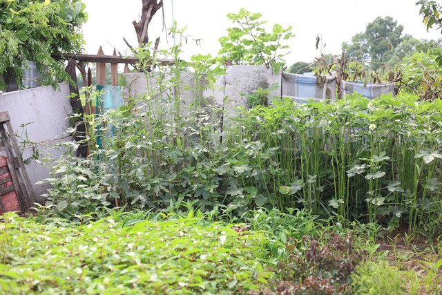 Người phụ nữ 'biến' mảnh đất trống dưới ch&acirc;n chung cư th&agrave;nh vườn rau xanh mướt  - Ảnh 3.