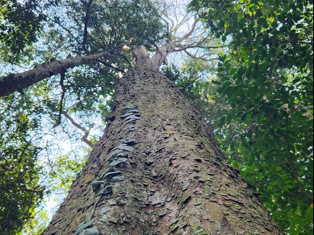 Phát hiện quần thể kim giao núi đất lớn nhất Việt Nam giữa đại ngàn Gia Lai - Ảnh 1.