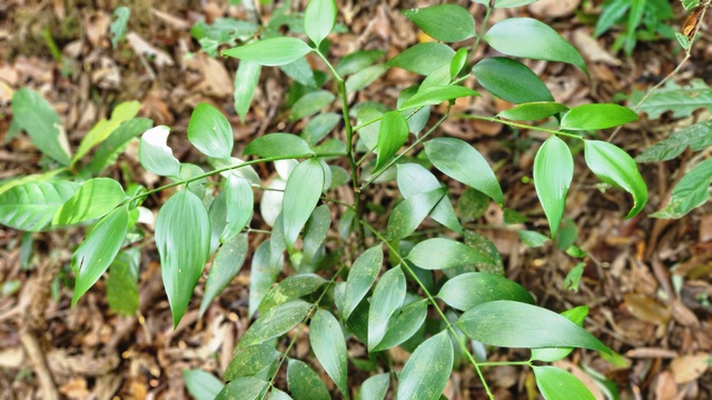 Phát hiện quần thể kim giao núi đất lớn nhất Việt Nam giữa đại ngàn Gia Lai - Ảnh 4.
