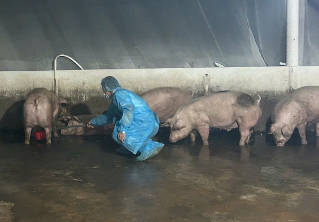 Chuyển hồ sơ qua công an điều tra 3 trại heo sử dụng chất cấm - Ảnh 1.