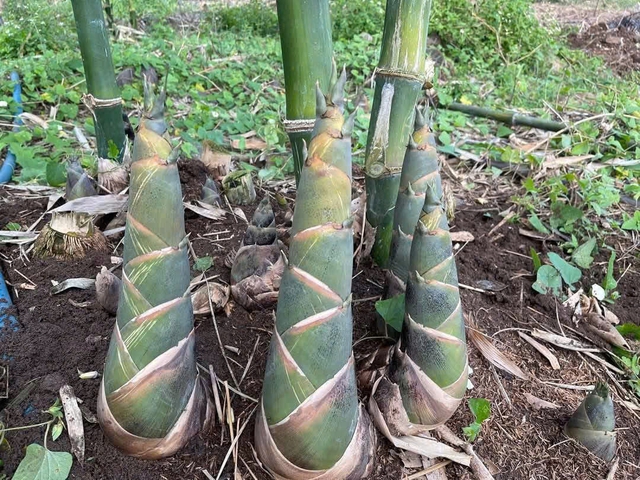 Khánh Hòa: Đưa cây tre vào vùng đất khó, mở hướng sinh kế cho đồng bào Raglai - Ảnh 2.