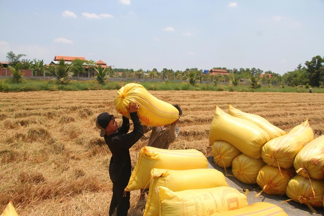Cà Mau tăng tốc xây dựng vùng lúa chất lượng cao phát thải thấp bền vững - Ảnh 2.