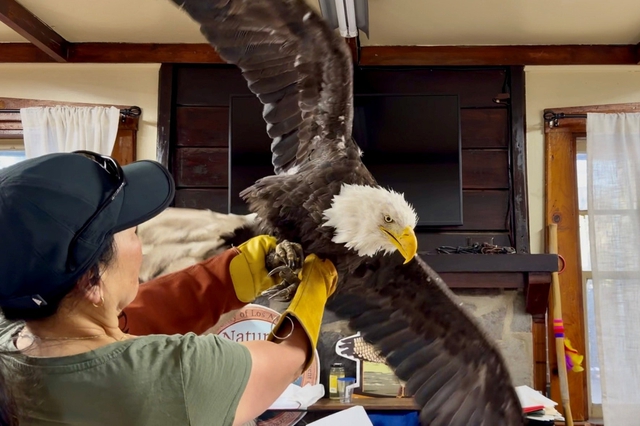 Jackie, a beloved bald eagle and livestream star, dies of mysterious illness - Ảnh 1.