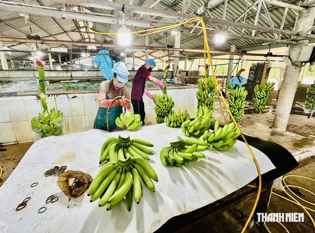 Chuối Việt Nam rớt hạng tại Trung Quốc, vì sao?  - Ảnh 1.