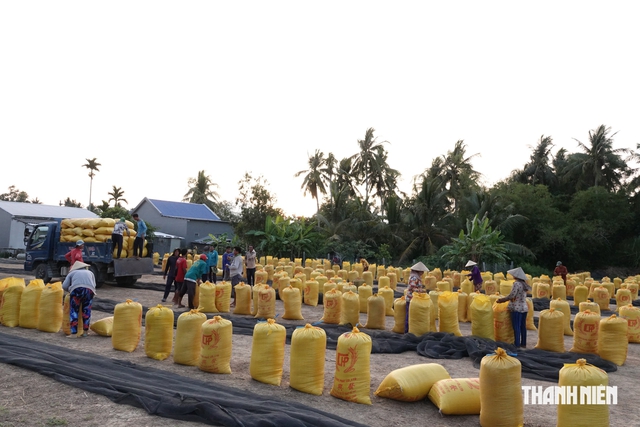 Hiệp hội Lương thực bất ngờ gửi thư ngỏ đến doanh nghiệp lúa gạo, vì sao? - Ảnh 2.